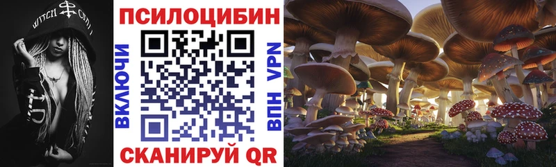 где продают   Кропоткин  KRAKEN ссылка  Псилоцибиновые грибы Cubensis 